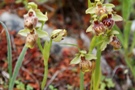 Ophrys flavomarginata